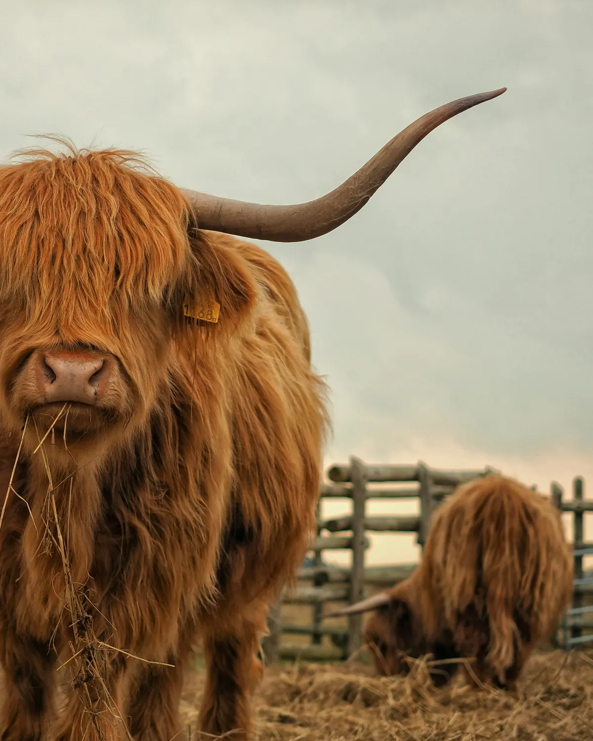 A Highland cow with long horns standing beside a wooden fence